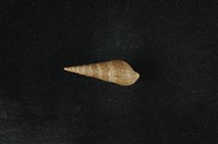 藏品(網蜷)的圖片